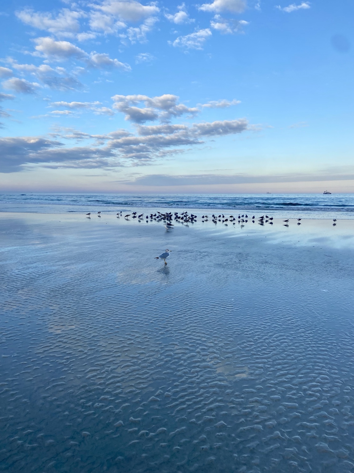 Shorebirds and blue-sky reflections on the sand at St. Augustine Beach